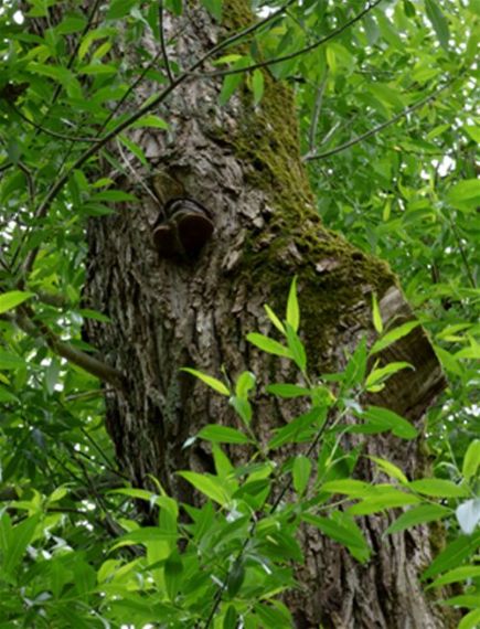 A mature bracket on an old storm wound in the upper crown of willow in Kungalv, Sweden 